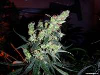 Ceres Seeds White Indica - ein Foto von FlashGordon