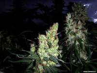 Ceres Seeds White Indica - ein Foto von FlashGordon