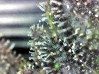 Chim Chiminey Genetics Smurf Punch - ein Foto von Overkil420