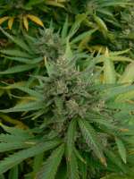 Bild von GuerrillaRovere (Blueberry Haze)