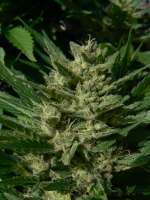 Bild von GuerrillaRovere (Blueberry Haze)