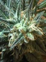 Clone Only Strains Critical Bilbo - ein Foto von budmaster