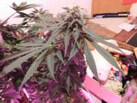 Clone Only Strains Critical Bilbo - ein Foto von budmaster