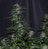 Clone Only Strains Death-Star - ein Foto von Unknown