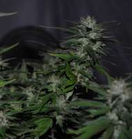 Clone Only Strains Death-Star - ein Foto von Unknown