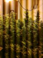 Clone Only Strains Erdbeer - ein Foto von hemp47