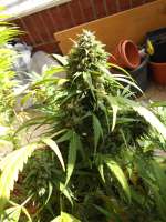 Bild von famero (Girl Scout Cookies)