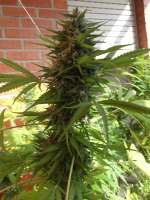 Bild von famero (Girl Scout Cookies)