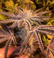 Bild von DankGroen (Girl Scout Cookies)