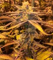 Bild von DankGroen (Girl Scout Cookies)