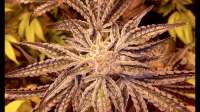 Bild von DankGroen (Girl Scout Cookies)