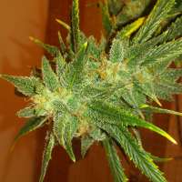 Clone Only Strains Golden Goat - ein Foto von Billk420