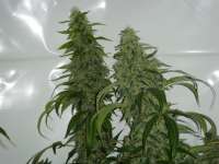 Clone Only Strains Gravity - ein Foto von PuffGravityWindy