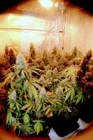 Clone Only Strains Jaggen - ein Foto von admin