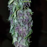 Bild von wm420 (Las Vegas Purple Kush)