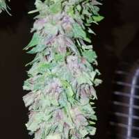 Clone Only Strains Las Vegas Purple Kush - ein Foto von wm420