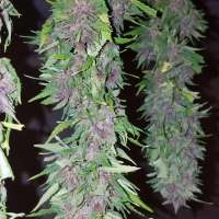 Clone Only Strains Las Vegas Purple Kush - ein Foto von wm420