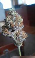 Bild von bigrob (Las Vegas Purple Kush)