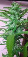 Clone Only Strains Platinum Kush - ein Foto von pillullo