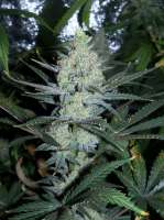 Clone Only Strains Psychosis - ein Foto von psychoman