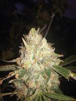 Clone Only Strains Skywalker OG - ein Foto von DexterJ