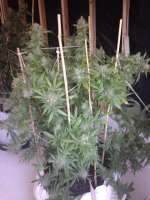 Clone Only Strains Skywalker OG - ein Foto von DexterJ