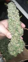 Clone Only Strains SoCal CatPiss - ein Foto von AntidoteMan