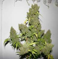 Clone Only Strains Victory - ein Foto von randalika