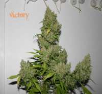 Clone Only Strains Victory - ein Foto von randalika