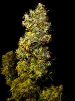 Clone Only Strains esbX - ein Foto von Farma