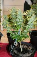 Colorado Seed Inc. Chemodo Dragon - ein Foto von mrnicex