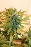 Colorado Seed Inc. Chemodo Dragon - ein Foto von mrnicex