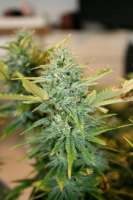 Colorado Seed Inc. Chemodo Dragon - ein Foto von mrnicex