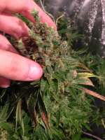 Connoisseur Genetics Grateful Casey - ein Foto von FaV51