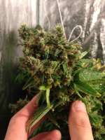 Connoisseur Genetics Grateful Casey - ein Foto von FaV51