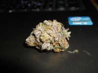 Connoisseur Genetics Rainbow Jones - ein Foto von tyshoes