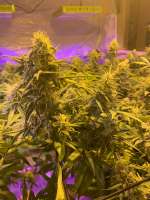 Crate Digger Seeds Lemon Groove - ein Foto von Malsip