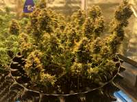 Cream of the Crop Seeds Cropical Fruit - ein Foto von Ammo55