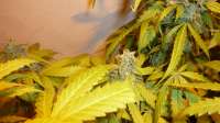 Cream of the Crop Seeds Custard Cream - ein Foto von BubbaCheech