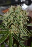 Cream of the Crop Seeds Custard Cream - ein Foto von SeedMan91