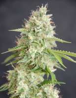 Cream of the Crop Seeds Double Cream - ein Foto von SeedMan91