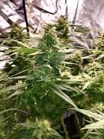 Cream of the Crop Seeds K.O. Crop - ein Foto von Imaskypilot