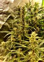 Cream of the Crop Seeds K.O. Crop - ein Foto von Imaskypilot