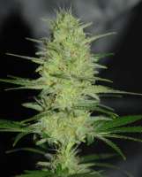 Cream of the Crop Seeds Pretty Lights - ein Foto von SeedMan91