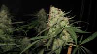 Cream of the Crop Seeds Purple Paralysis - ein Foto von pihkal