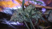 Cream of the Crop Seeds Purple Paralysis - ein Foto von pihkal