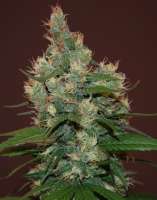 Cream of the Crop Seeds Sour Turbo Diesel - ein Foto von SeedMan91