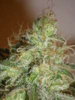 Bild von SeedMan91 (White Chronic)