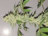 Bild von Geesh (Kosher Tangie)