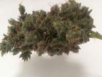 Bild von LemiAten (Kosher Tangie)